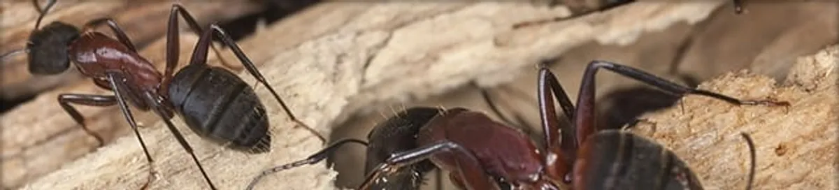 Close-up of ants on wood showing an active ant infestation in New Haven, CT