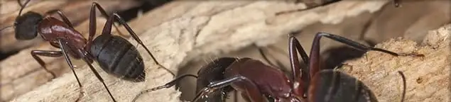Close-up of ants on wood showing an active ant infestation in New Haven, CT