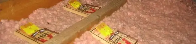 Mouse traps placed in an attic for rodent control in New Haven, CT