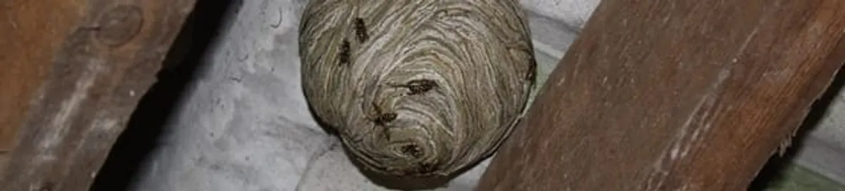Wasp nest in an attic space, a common home infestation risk in New Haven, CT