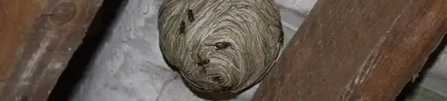 Wasp nest in an attic space, a common home infestation risk in New Haven, CT