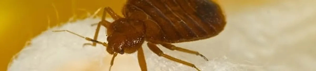 Close-up of a bed bug, a sign of an active infestation in New Haven, CT