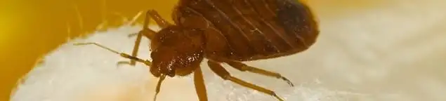 Close-up of a bed bug, a sign of an active infestation in New Haven, CT