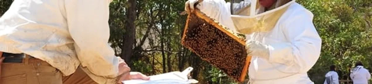 Bee removal specialists relocating a hive and honeycomb safely in New Haven, CT