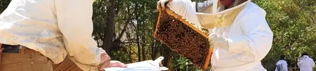 Bee removal specialists relocating a hive and honeycomb safely in New Haven, CT