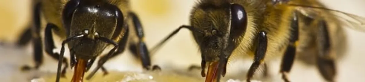 Close-up of honey bees, a sign of a nearby hive in New Haven, CT