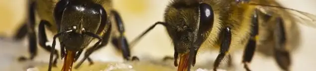 Close-up of honey bees, a sign of a nearby hive in New Haven, CT