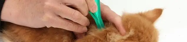Flea treatment for pets using a flea comb, a sign of flea problems in New Haven, CT