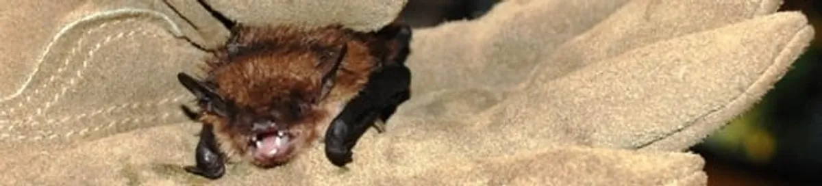 Bat removal specialist holding a bat safely during humane exclusion in New Haven, CT