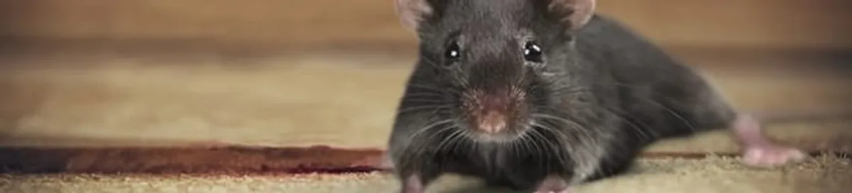 Mouse indoors, a common sign of a rodent infestation in New Haven, CT