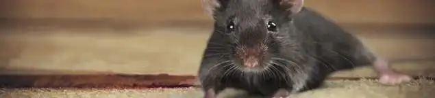 Mouse indoors, a common sign of a rodent infestation in New Haven, CT