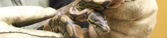 Snake removal specialist safely handling a snake with protective gloves in New Haven, CT