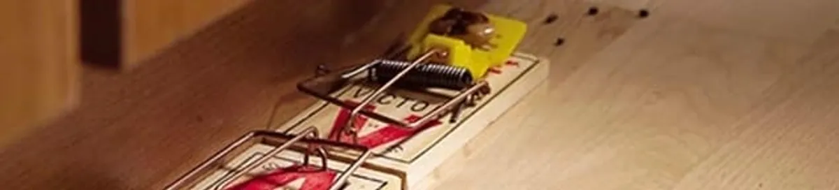 Rodent trap set indoors for rodent control and prevention in New Haven, CT