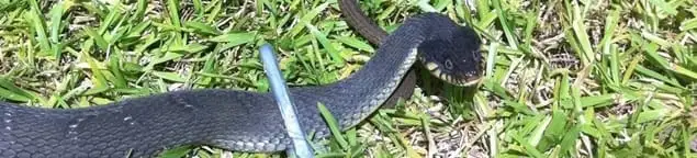 Snake in a yard, a common sign of a snake problem near a home in New Haven, CT