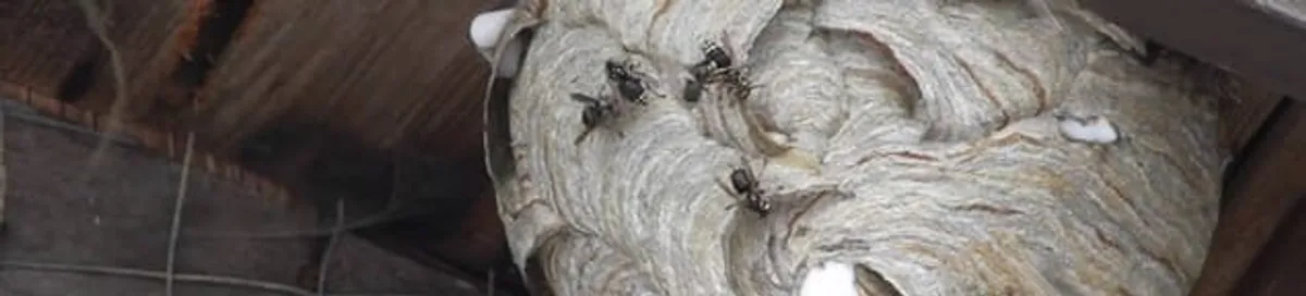 Close-up of a wasp nest with active wasps, a sign of an infestation in New Haven, CT