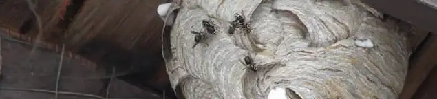 Close-up of a wasp nest with active wasps, a sign of an infestation in New Haven, CT